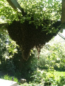 Previous year's swarm hanging out under rose arch.
