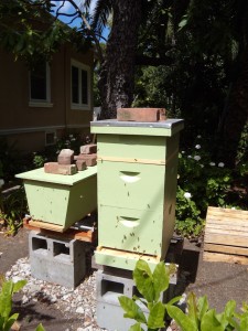 A top-bar and Langstroth hive side by side.