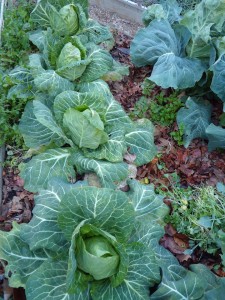 'Parel', our favorite small cabbage. With our switch next season to all open pollinated varieties, we will have to find a replacement for this great cabbage.